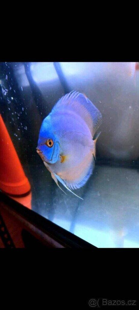 Terčovce terčovci terčovců discus terčovec