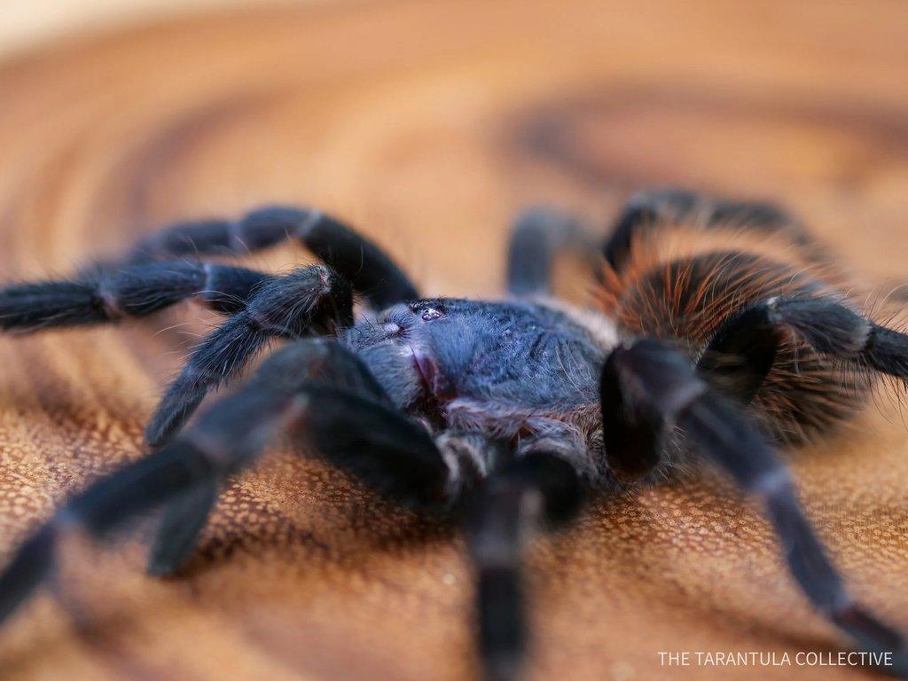 Lasiocyano ex. Pterinopelma sazimai 1. svlek