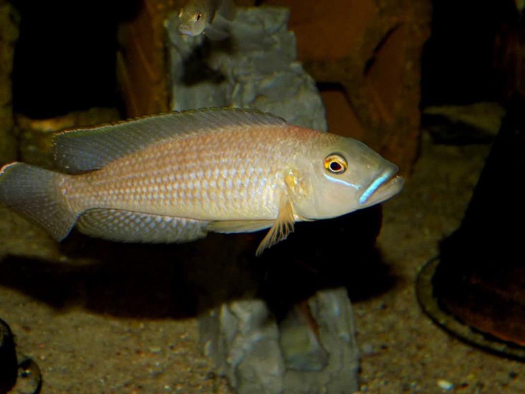 Tanganika
