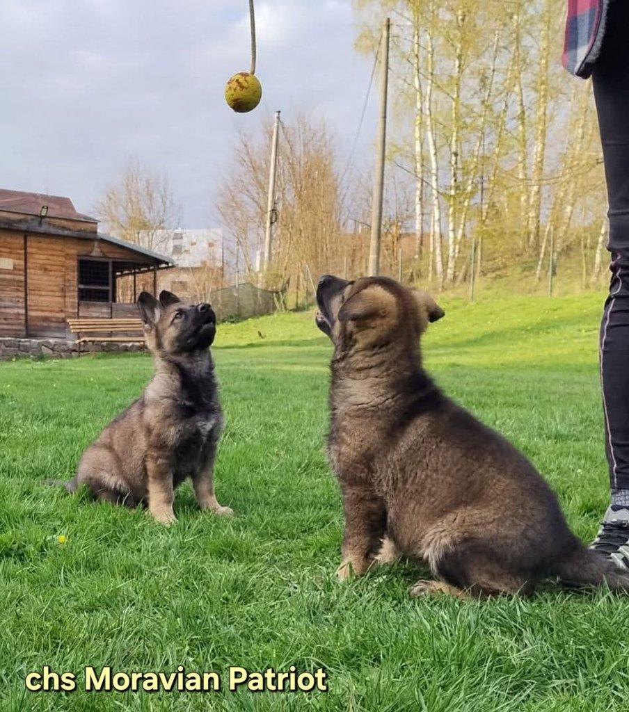 Německý ovčák- štěňata s PP