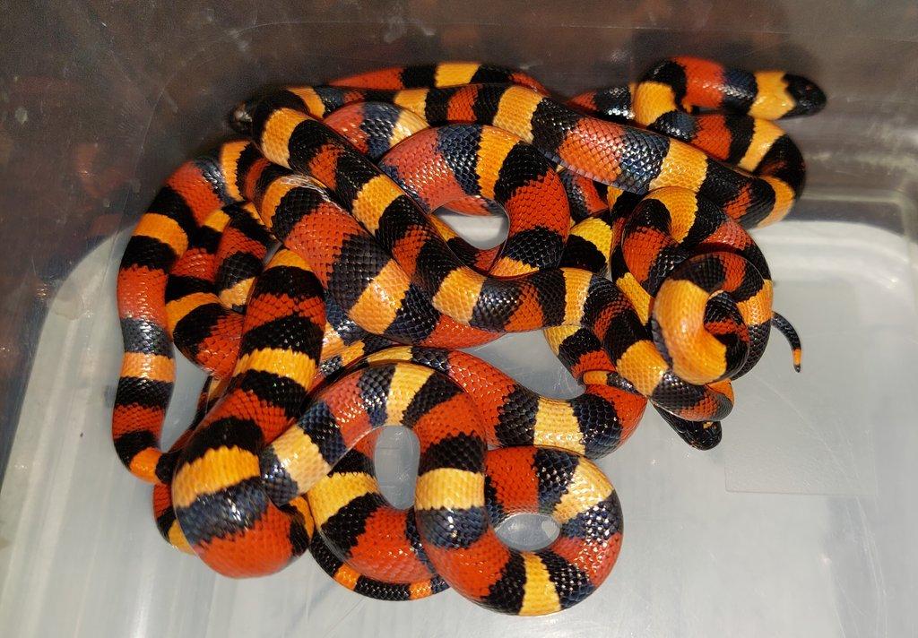Lampropeltis campbelli