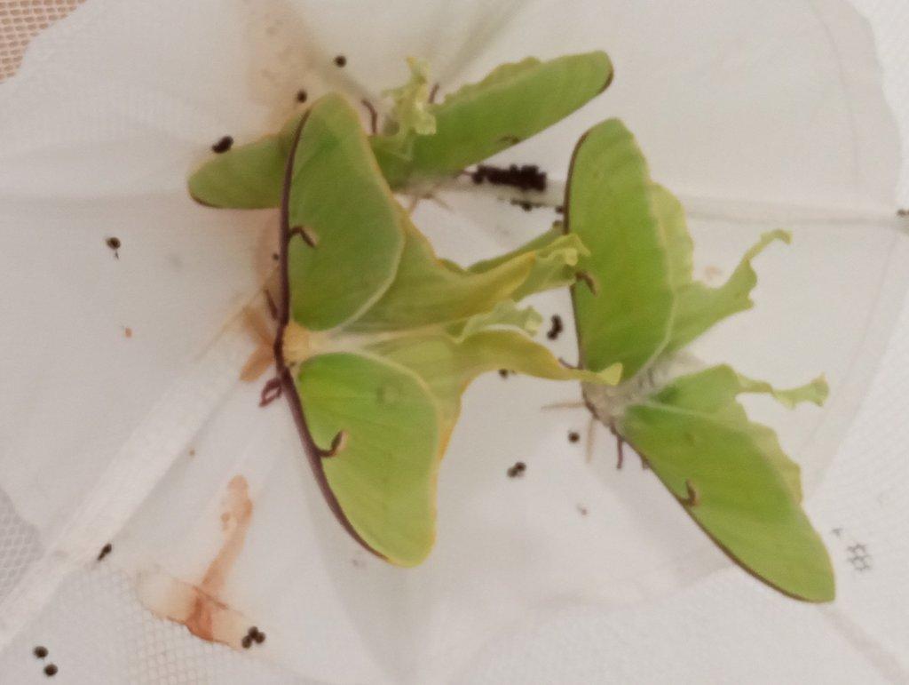 Actias luna - ova- vejce