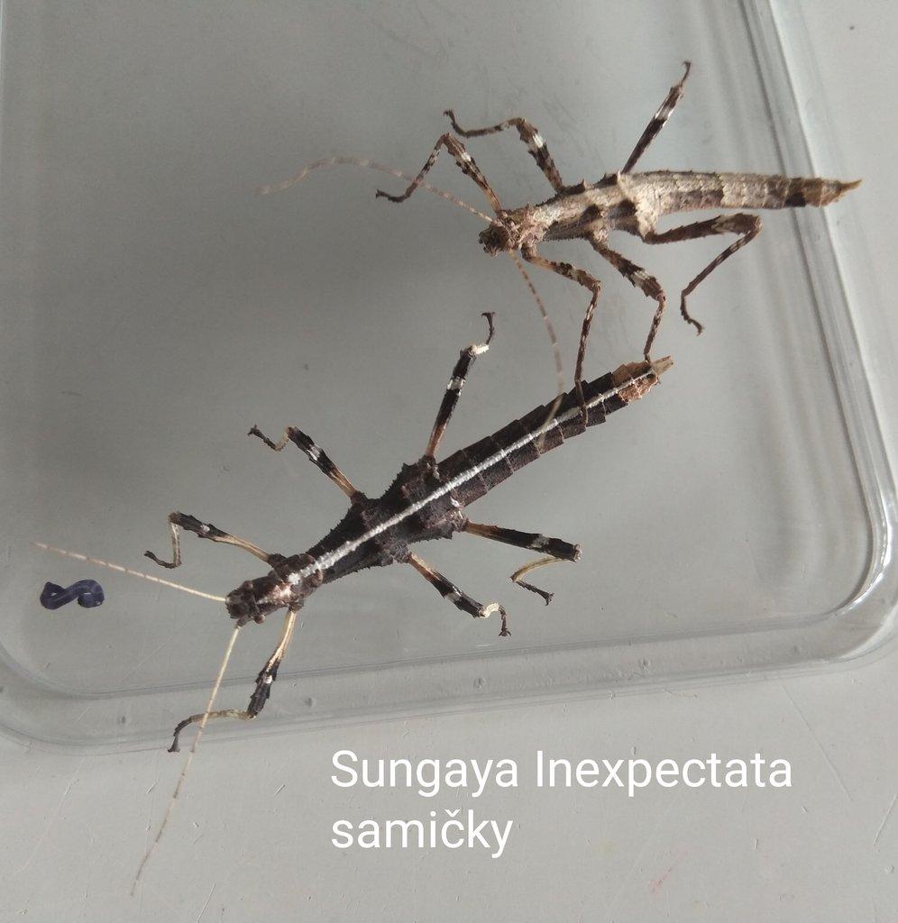 Strašilky, Pakobylky různé