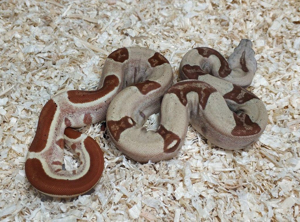 Boa imperator - Normal a Hypo 66% het Sterling VPI