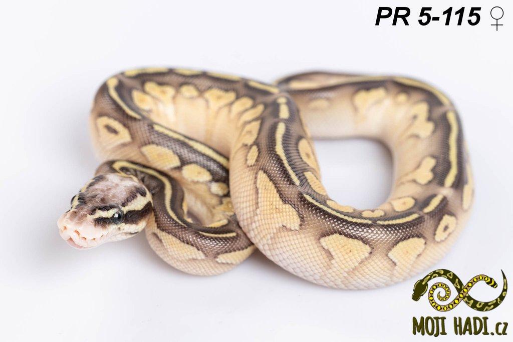 Python regius - Krajta královská