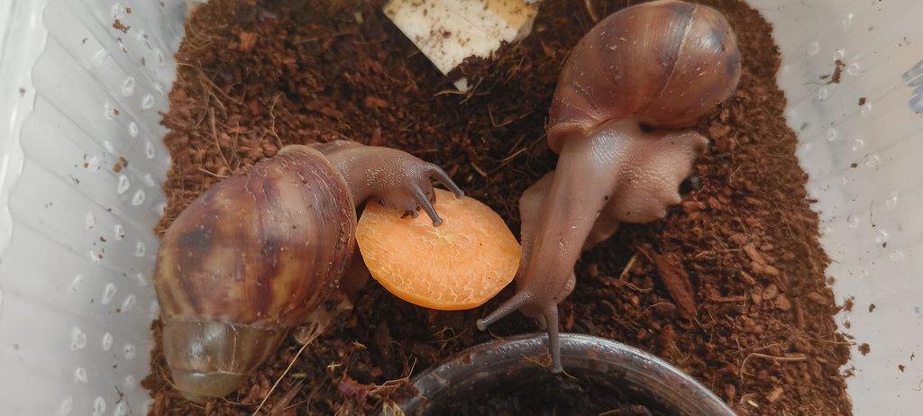 Archachatina Puylaerti Benin