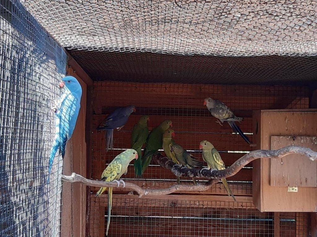 Alexandr malý různé mutace rok 24-25