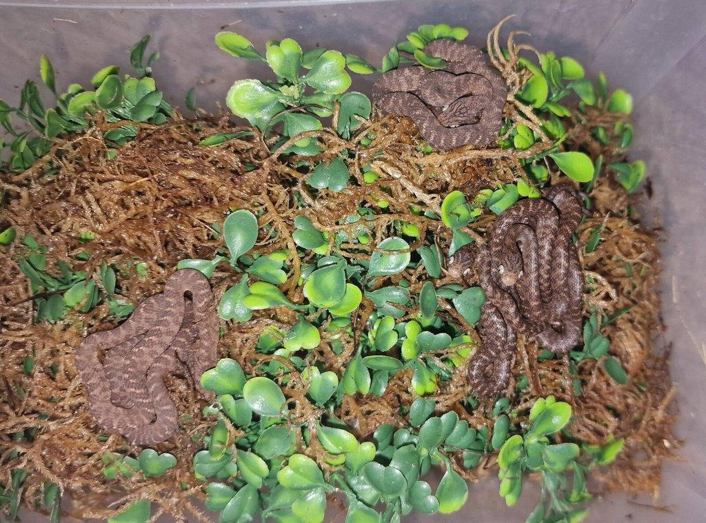 Vejcožrout pruhovaný - Dasypeltis fasciata