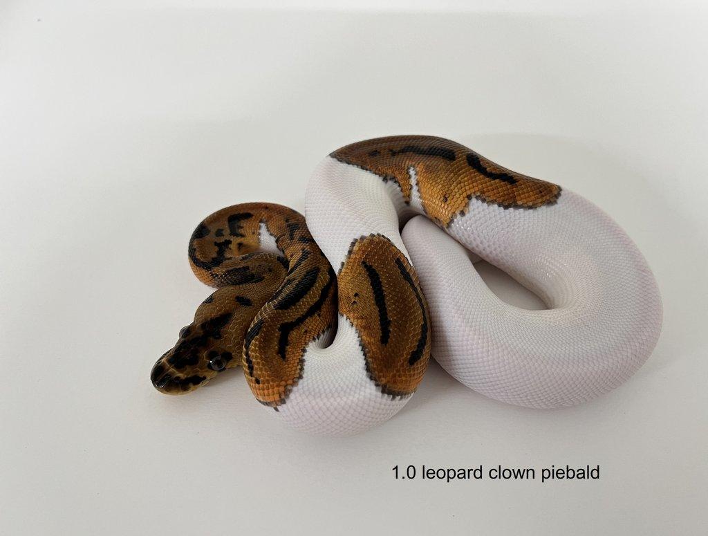 Krajta královská (Python regius)