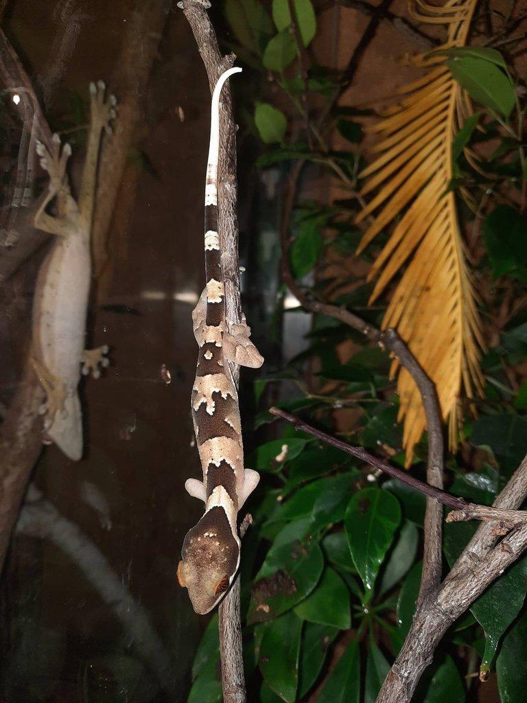 Gekoni, chameleoni - Živá exotika 1.3.2025