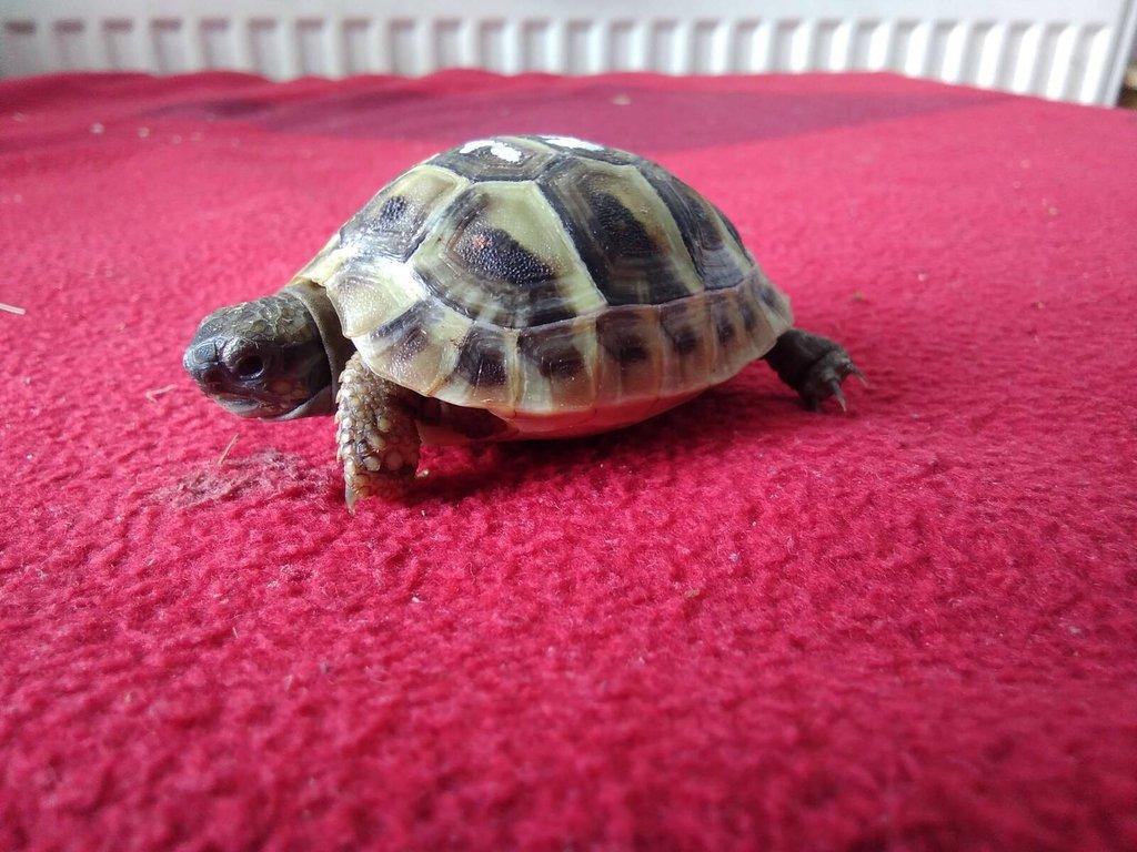 Odchov želvy zelenavé. Vroubené. Žlutohnědé