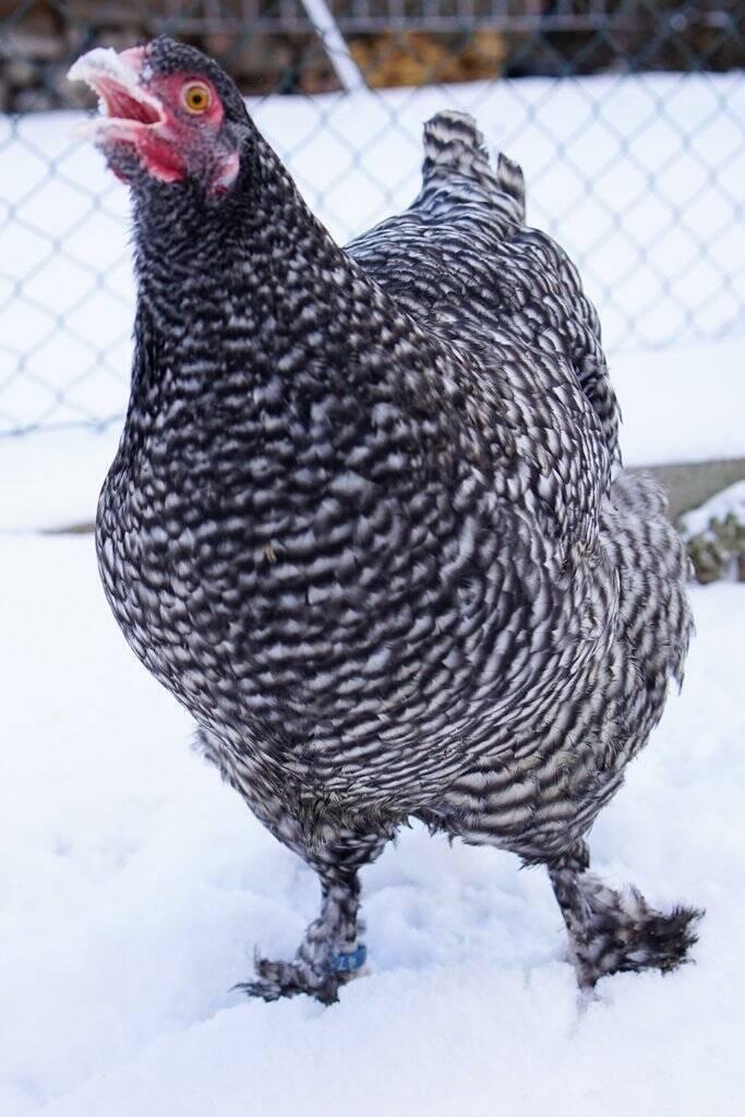 Mechelenka🥚🐣 (násadová vejce i kuřátka)