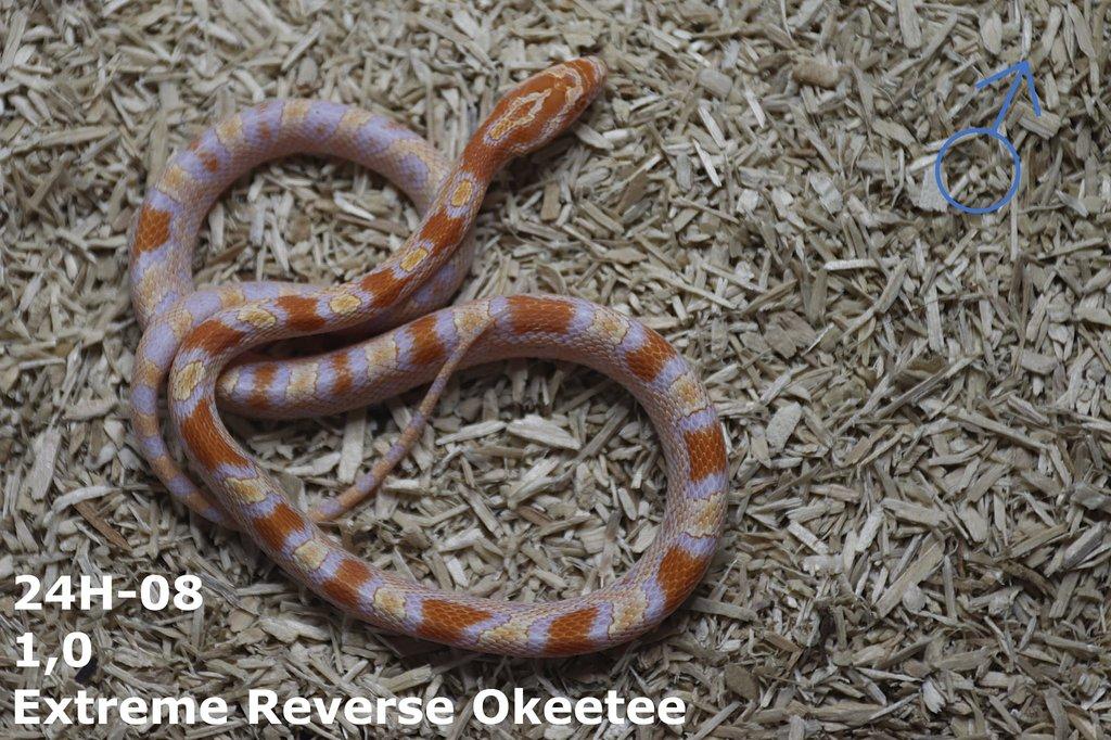 Extreme Reverse Okeetee