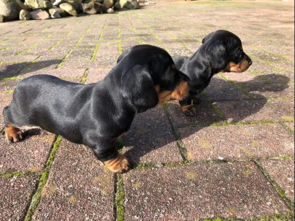 Jezevčík Štěňata