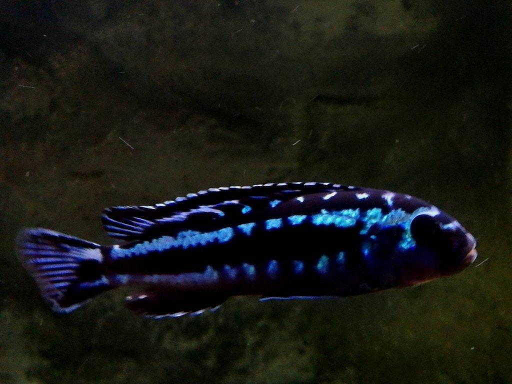 Tlamovci MALAWI