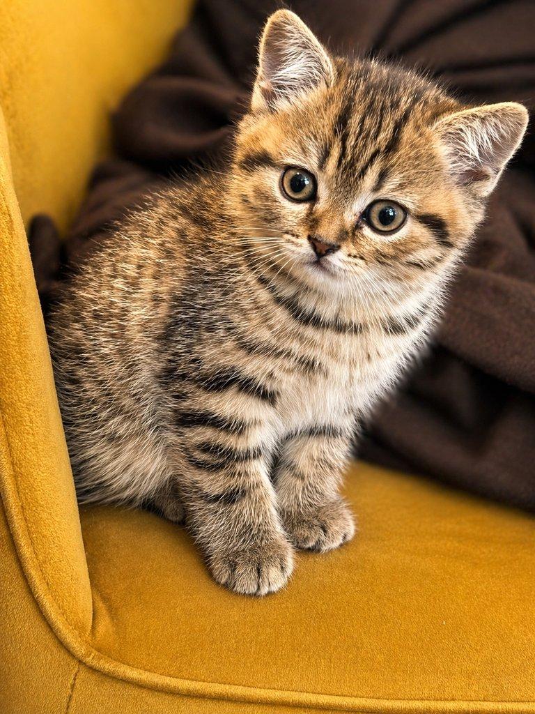 Krásná vymazlená koťátka – ihned k odběru