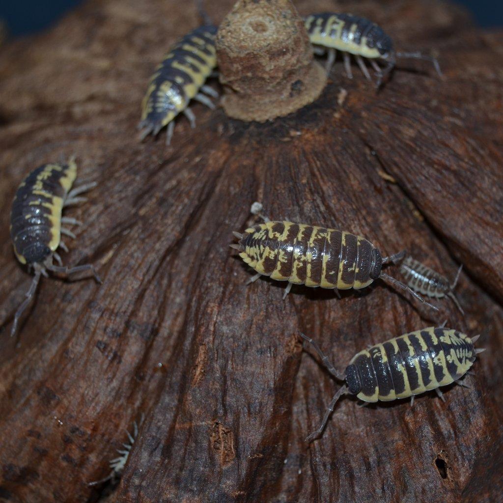 ISOPODY·STÍNKY - Fauna trhy Ostrava 15.2.