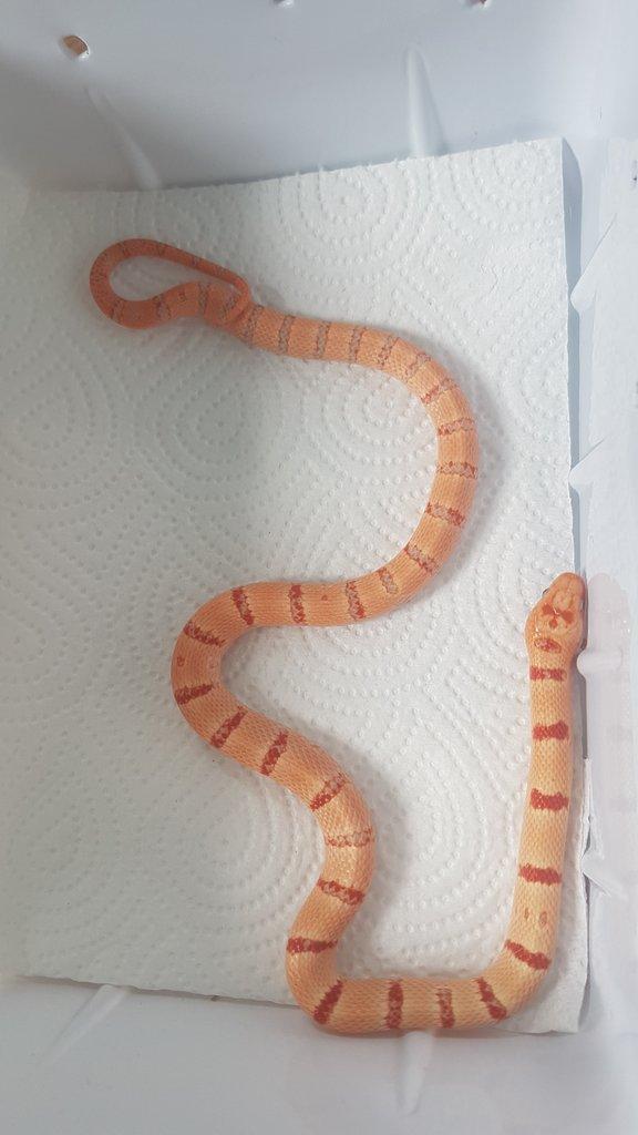 Orange Pastel King - loňská samička