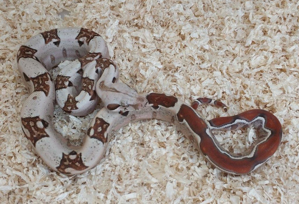 Boa imperator - VPI T+ Albino het Blood, Normal DH VPI Blood