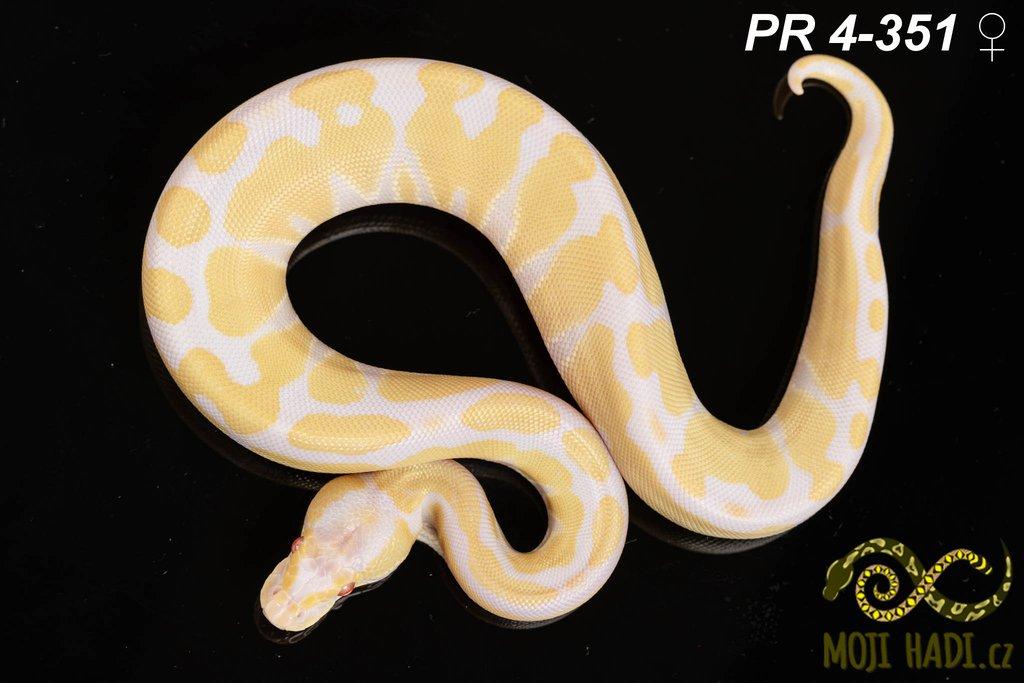 Python regius - Krajta královská