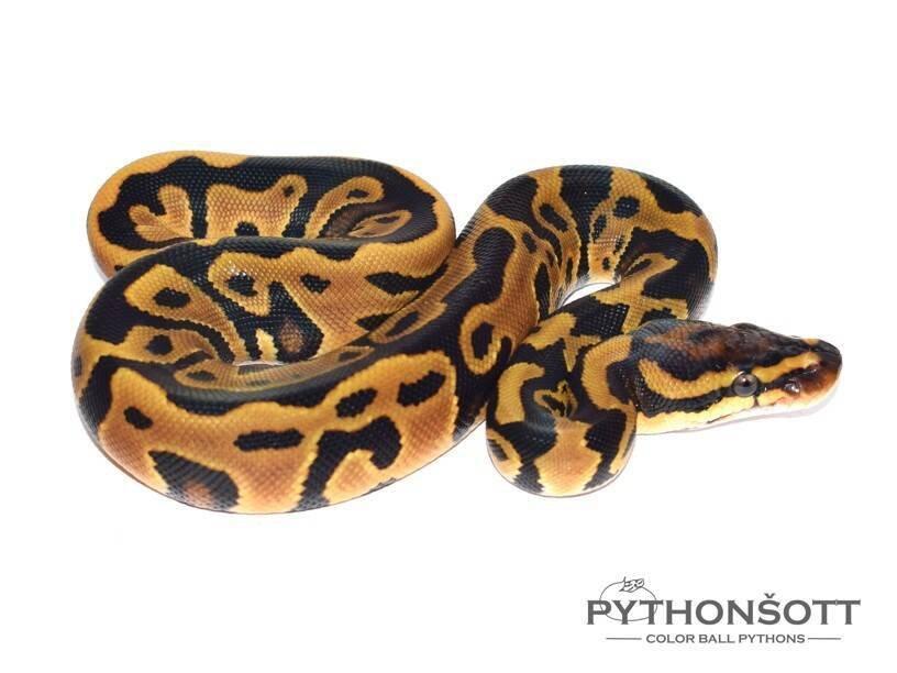 MLÁĎATA KRAJTY KRÁLOVSKÉ (Python regius)