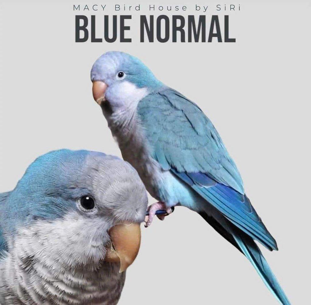 Koupím tyto barevné mutace