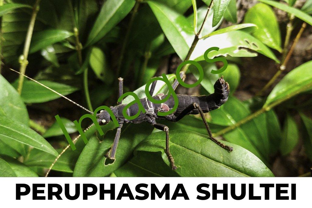 Strašilky, pakobylky- straszyki, patyczaki Fauna Trhy 25.05.2025