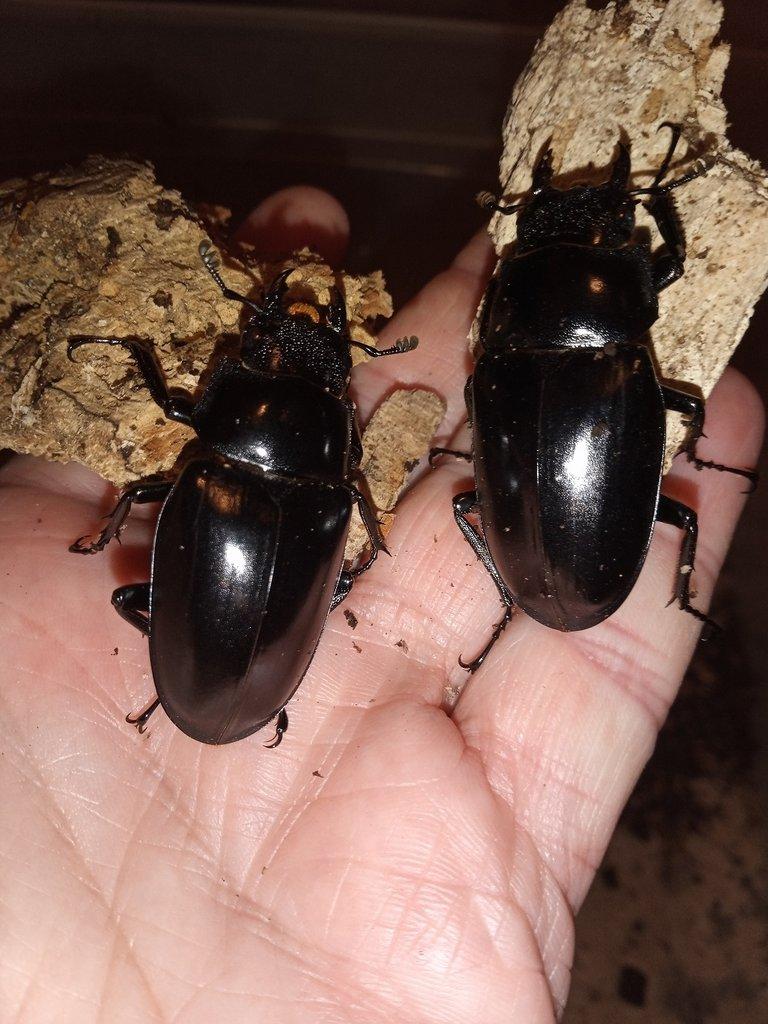 Prosopocoilus giraffa keisukei