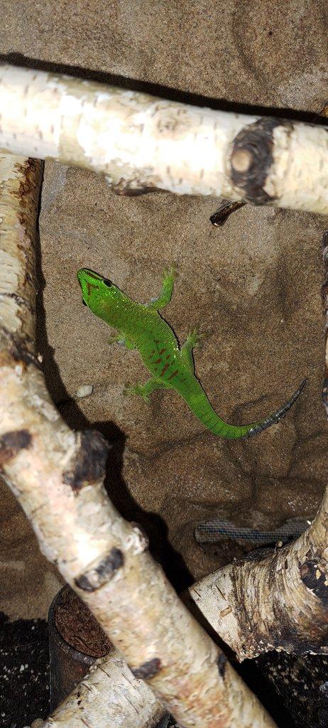 Phelsuma madagaskarská