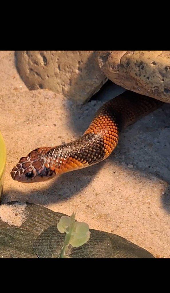 Aspidelaps lubricus cowlesi