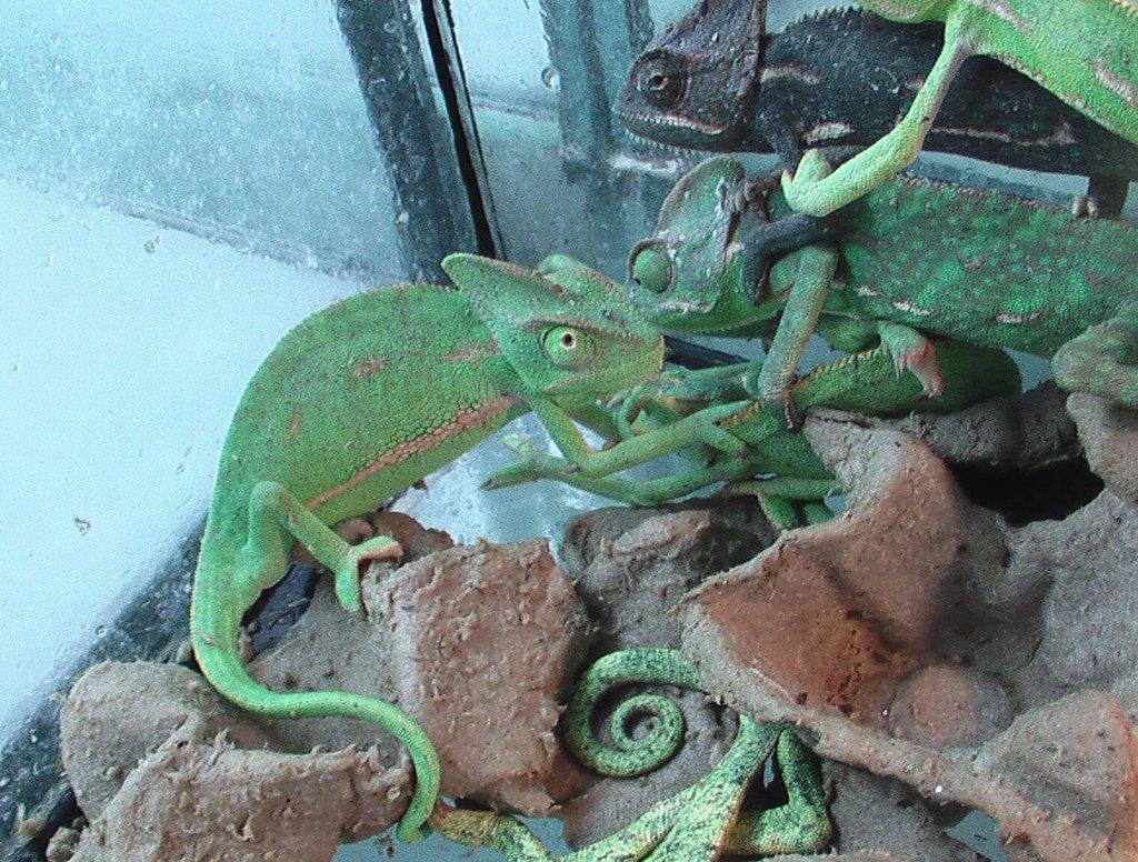 Chameleón jemenský