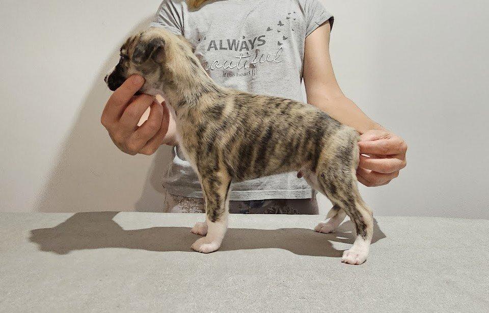 Whippet - štěňata pejsci s PP
