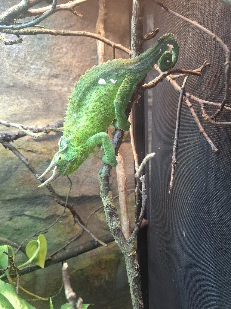 NZ 24 Trioceros jacksoni xantolophus