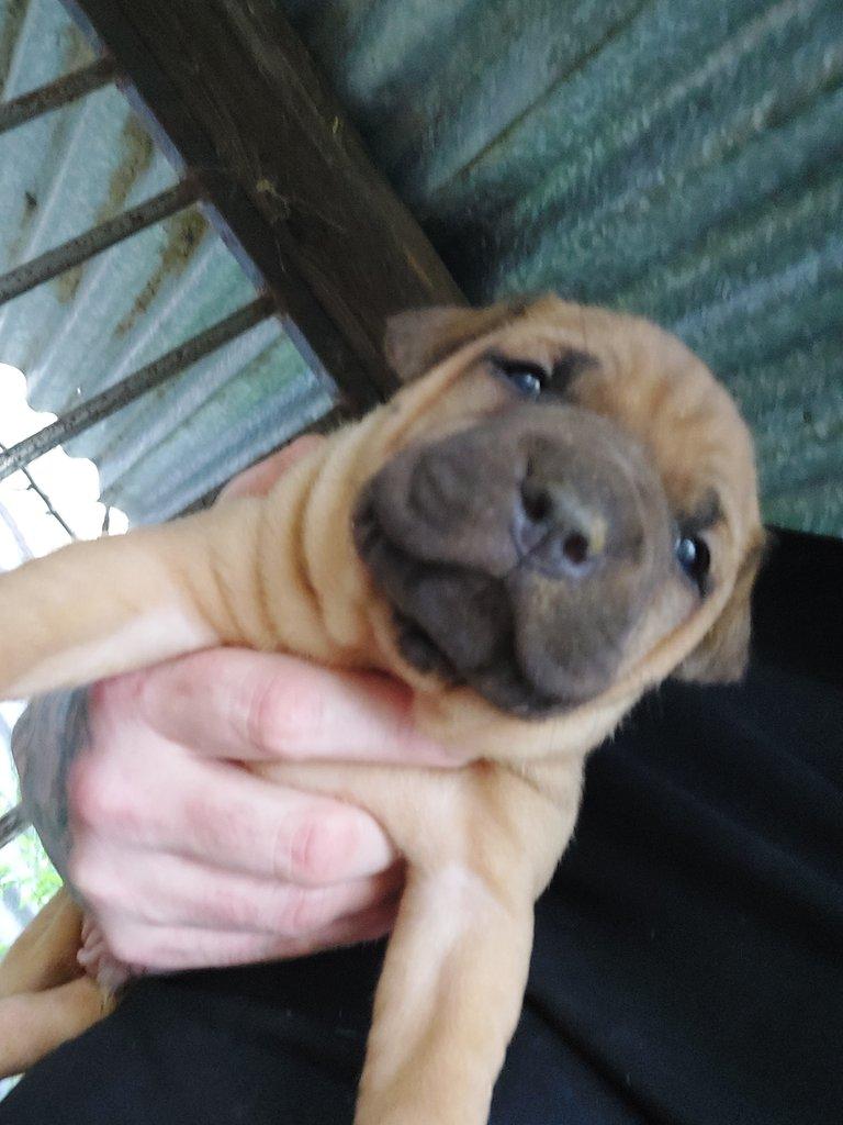 AMERICKY PITBULTERIER