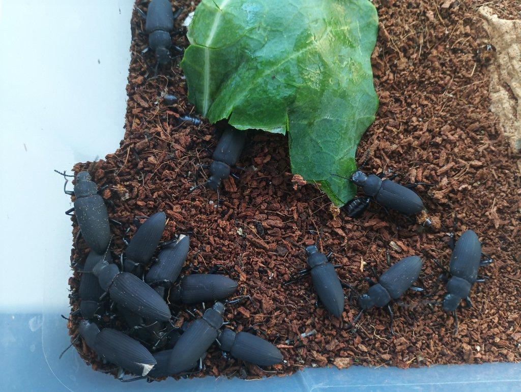 Zophobas morio