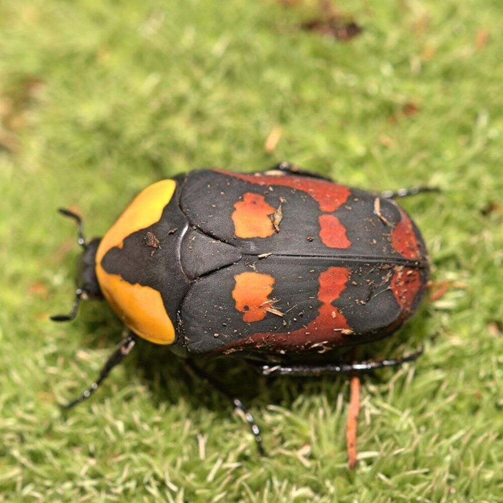Pachnoda sp.
