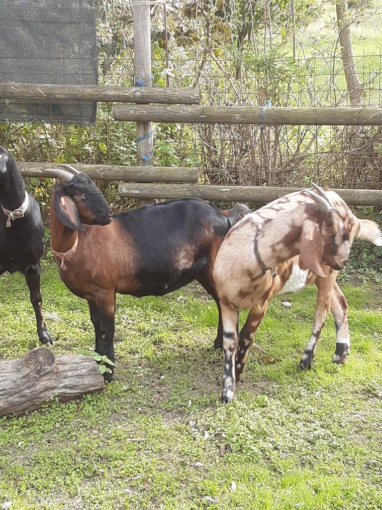 Anglonubijská koza podílová s POP