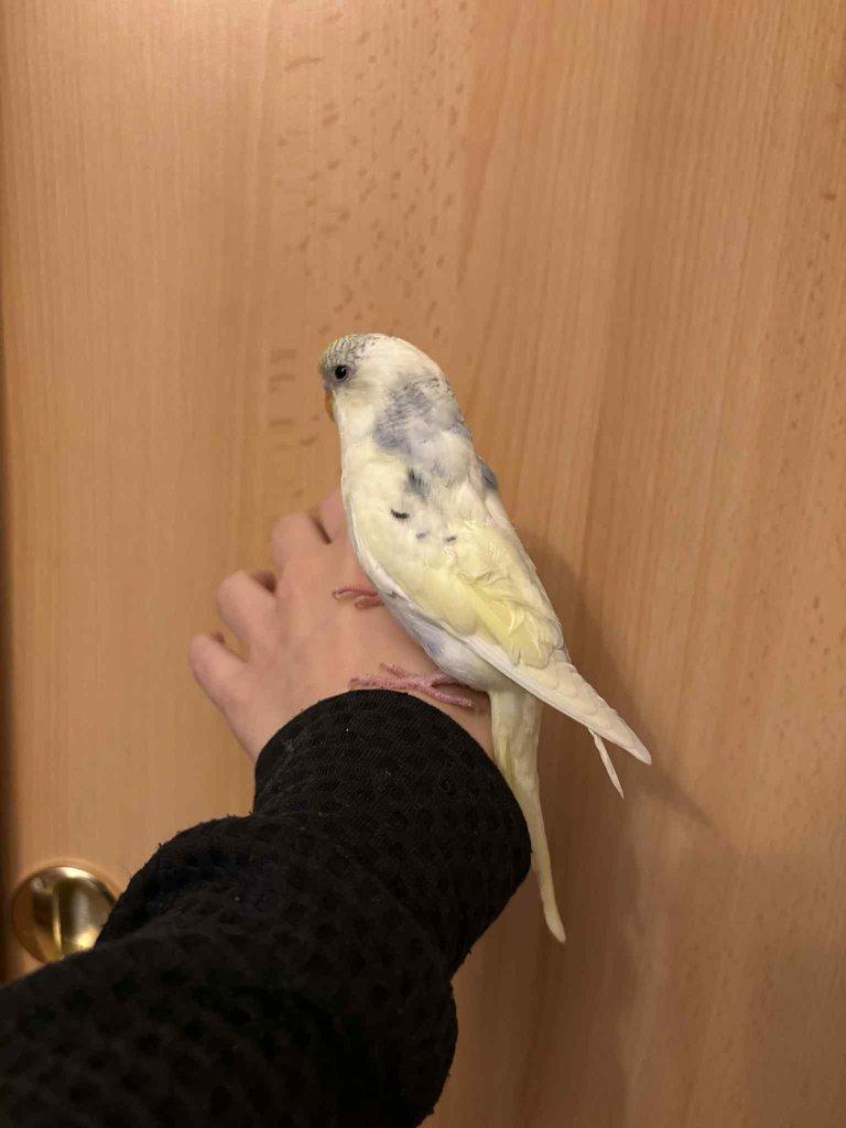 Prodám mladé andulky po vylétnutí z budky