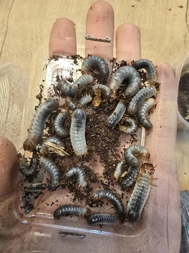 Ch. polyphemus confluens