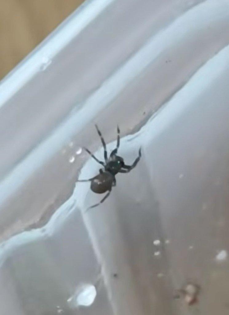 Bowie argentipes (Ctenidae) - Malajsie