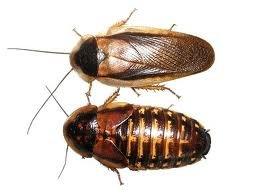 Švábi Blaptica dubia mix 3-4cm, 1ks /2,30kč
