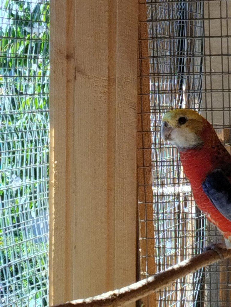 Prodám rozela žlutohlava opálín