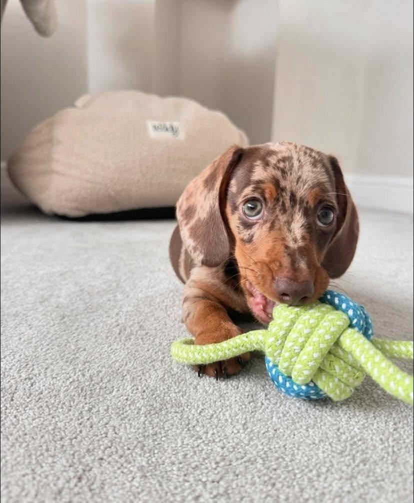 Jezevčík trpasličí hladkosrstý