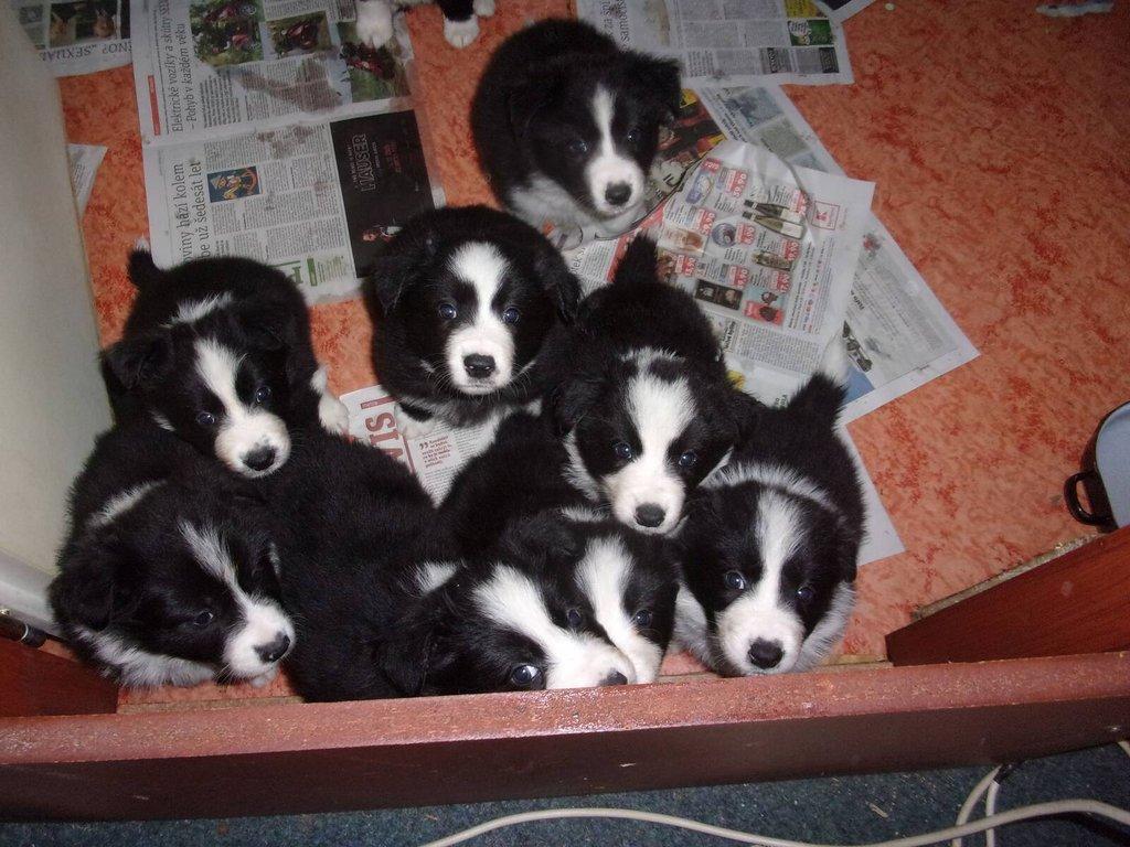 Border kolie /  collie štěňata s PP (FCI)