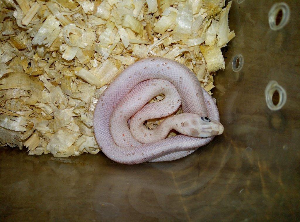 P. guttatus palmetto