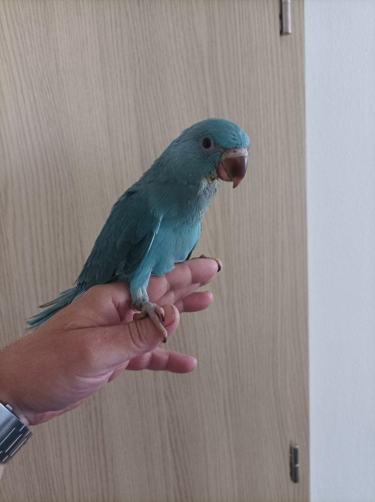 Alexandr malý - modrý opalín