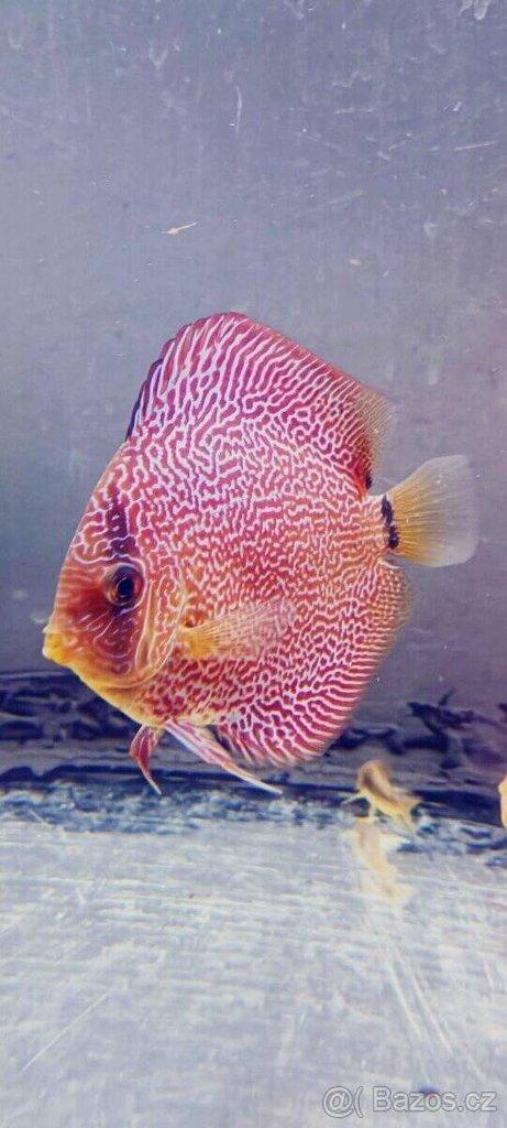 Terčovce terčovci terčovců discus terčovec