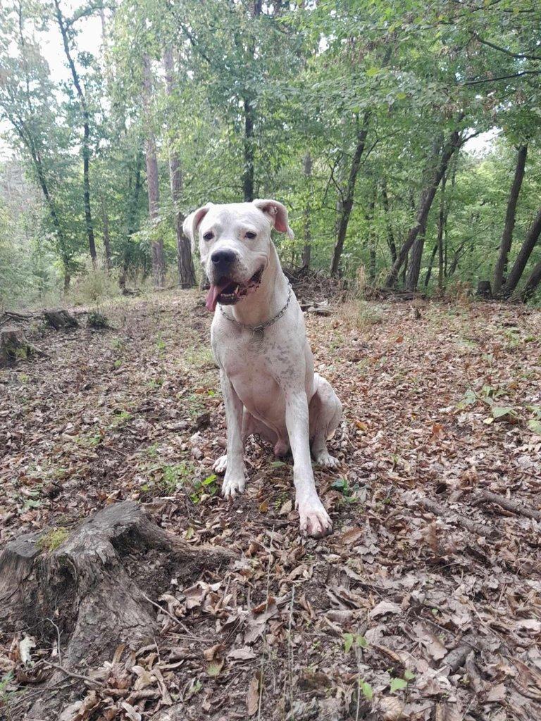 Daruji atgentinskou dogu