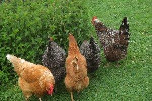 Slepice Kuřice Nosnice Dominanty 18 týdnů staré