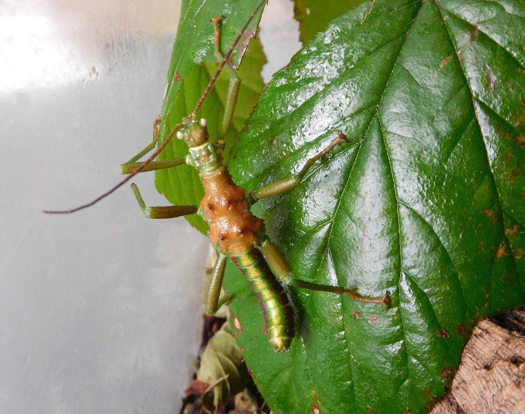 Strašilka Mearnsiana bullosa